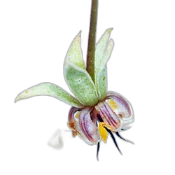 Tobacco Flower